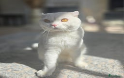Scottish Fold cats for sale: Beautiful Scottish fold stud available  - Image 5