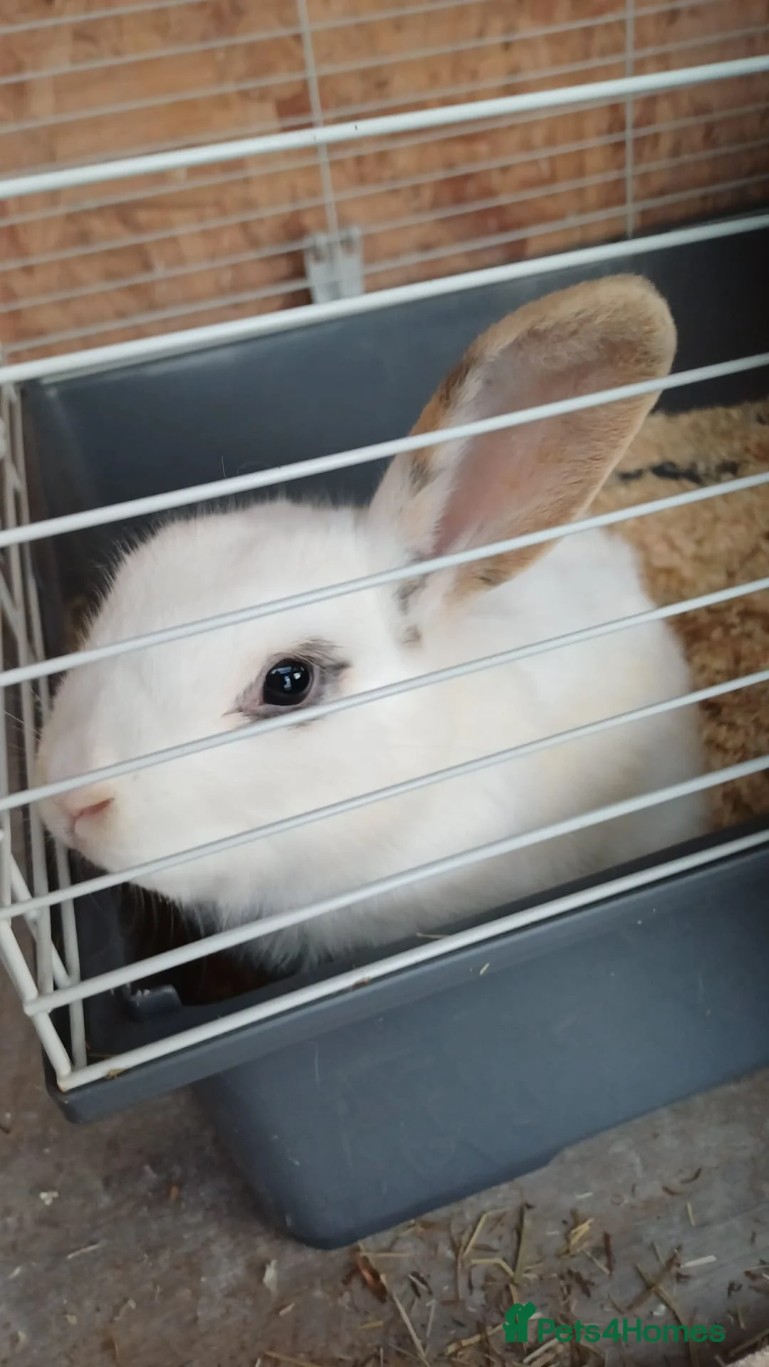 Mixed Breed rabbits for sale: Female mixed breed rabbit in Derby - Advert 1