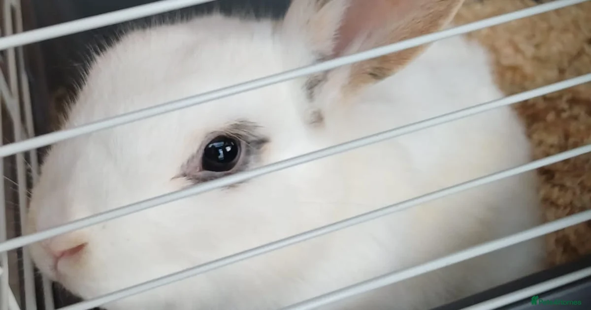 Female mixed breed rabbit for sale in Derby | Pets4Homes