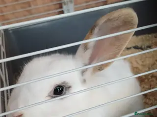 Mixed Breed rabbits Female mixed breed rabbit - Advert 18