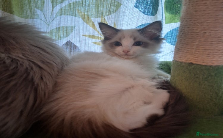 Ragdoll cats Beautiful female kitten of Ragdoll  - Advert 12