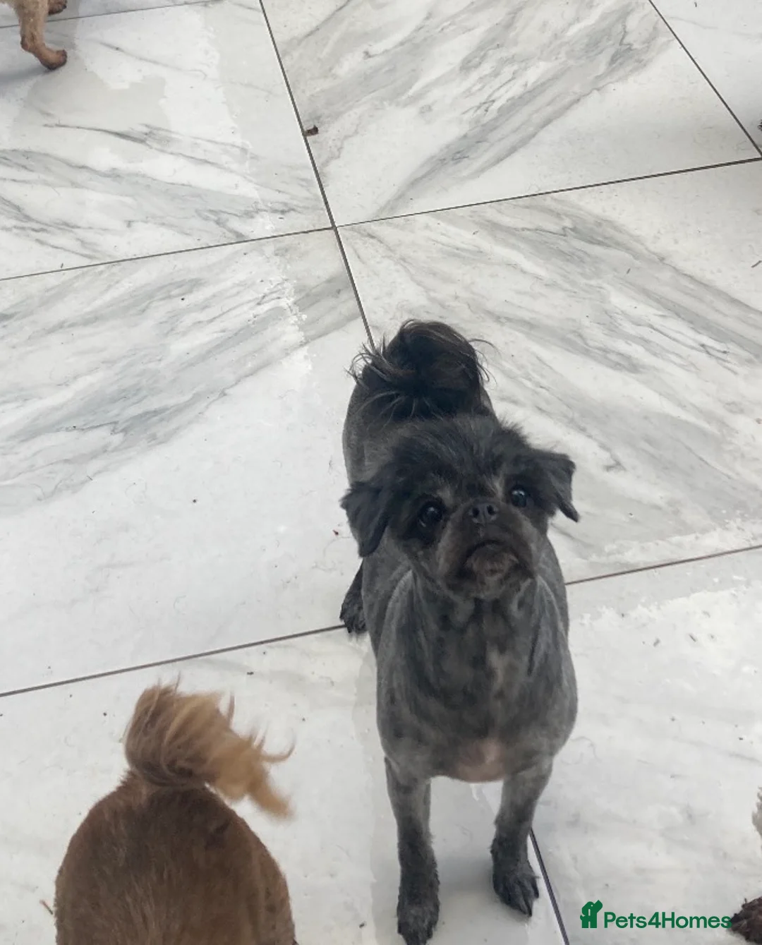 Mixed Breed dogs for sale: 1 year old sweet pugzu girl - Advert 2