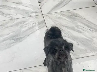 Mixed Breed dogs 1 year old sweet pugzu girl - Advert 11