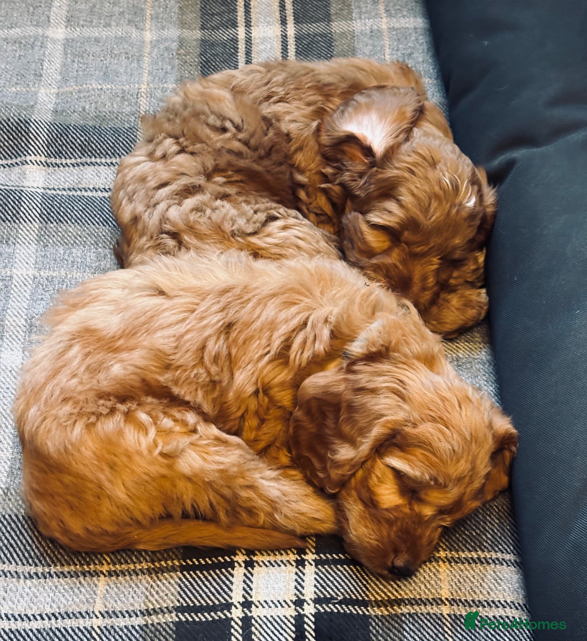 Cockapoo dogs ONLY 1  left!   KC  FOX RED  F1 COCKAPOOS - Advert 7