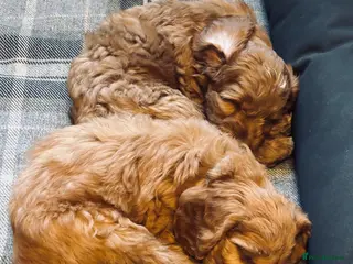 Cockapoo dogs ONLY 1 left! KC FOX RED F1 COCKAPOOS - Advert 7