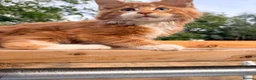 Maine Coon cats for sale: Stunning GCCF Maine Coons available  - Advert 12