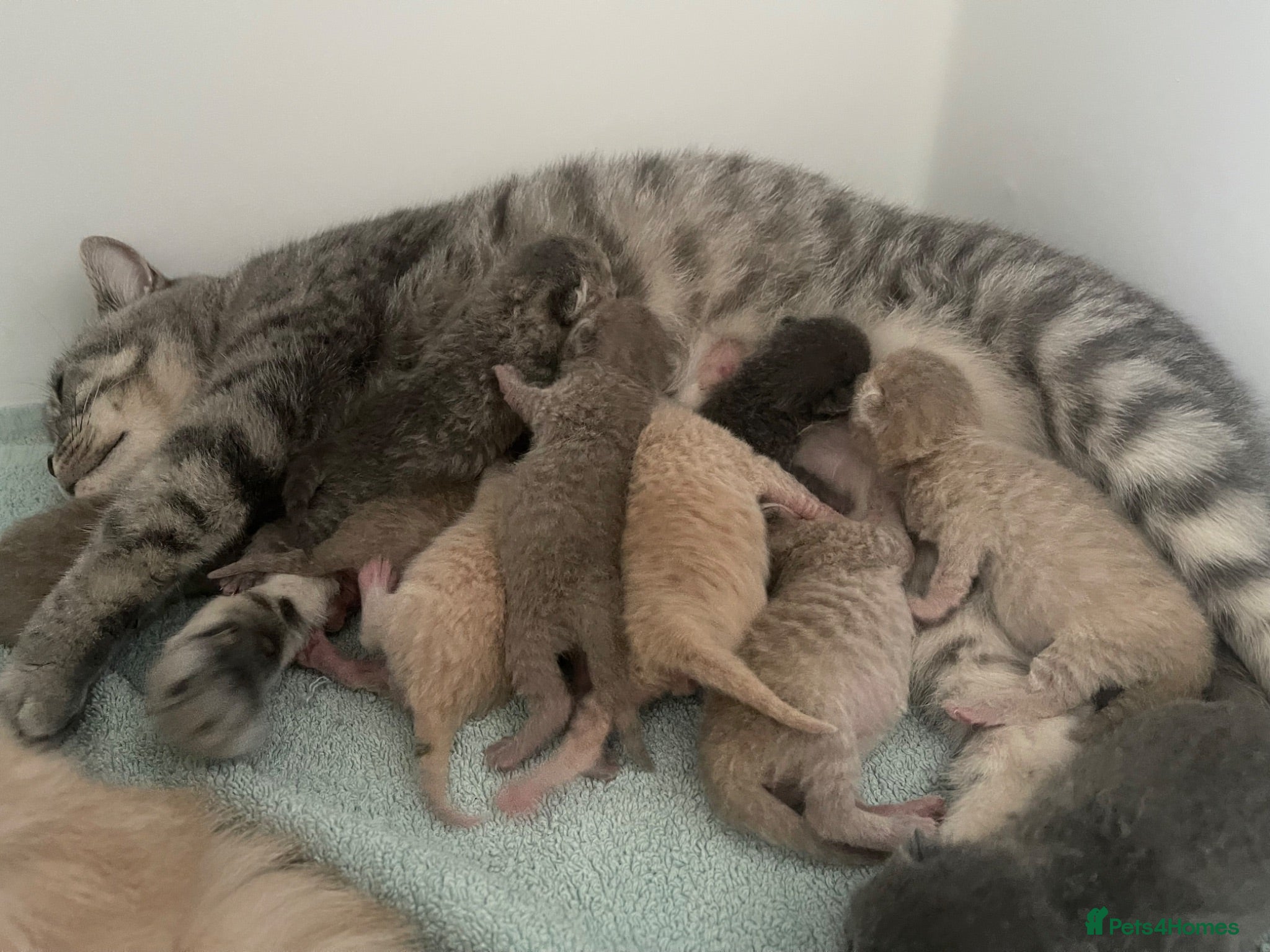 British Shorthair cats STUNNING LITTER OF RARE COLOUR KITTENS  - Advert 6