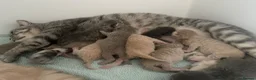 British Shorthair cats for sale: STUNNING LITTER OF RARE COLOUR KITTENS  - Advert 1