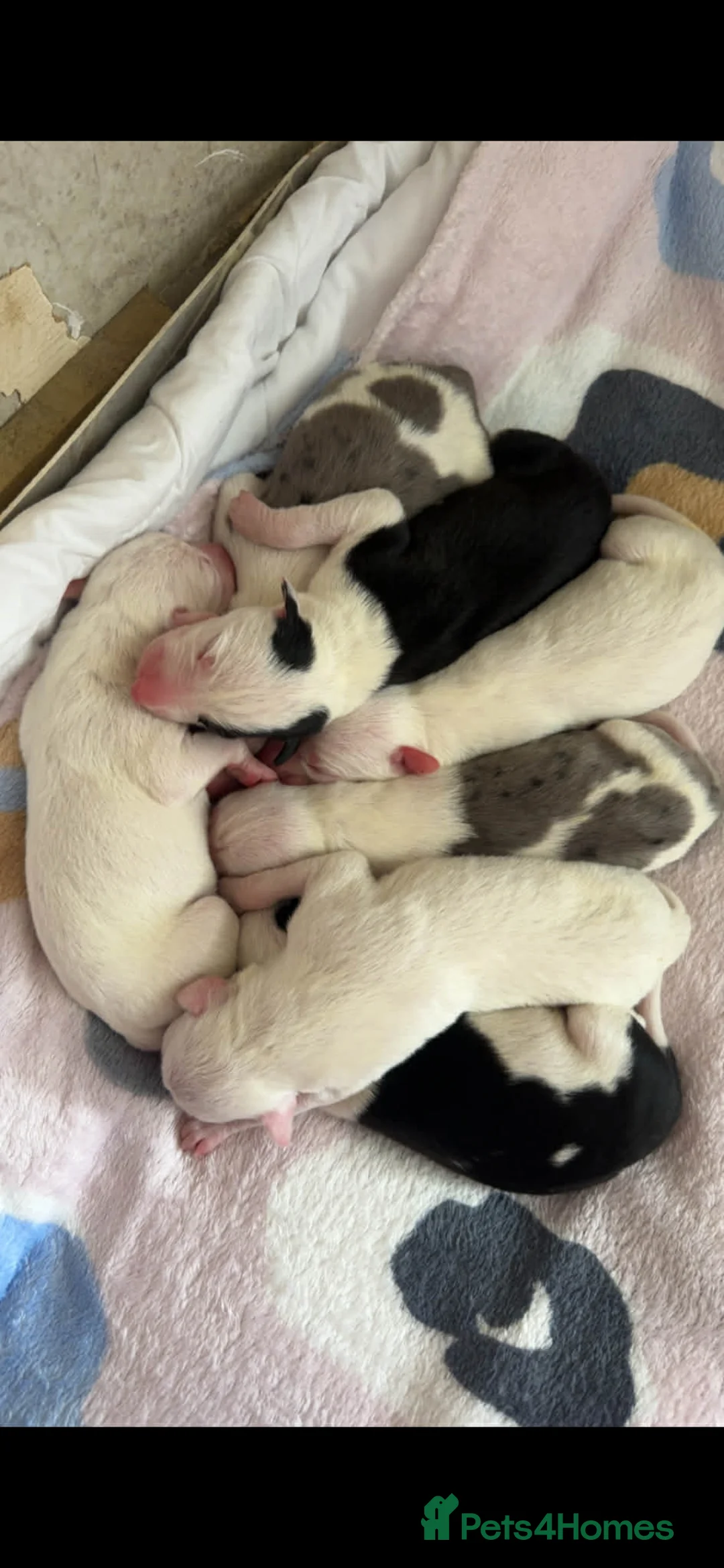 Lurcher dogs for sale: First Cross CollieGreyhound X Saluki Grehound - Advert 1