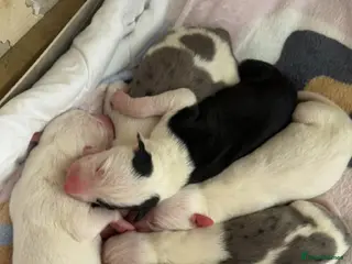 Lurcher dogs First Cross CollieGreyhound X Saluki Grehound - Advert 1