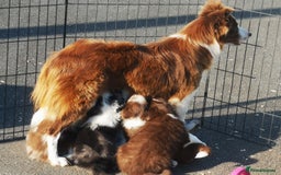 Border Collie dogs for sale: Stunning Fluffy Border Collies Puppies for Sale - Image 24