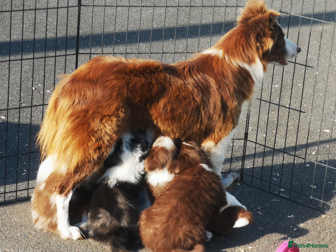Border Collie dogs for sale: Stunning Fluffy Border Collies Puppies for Sale - Image 24