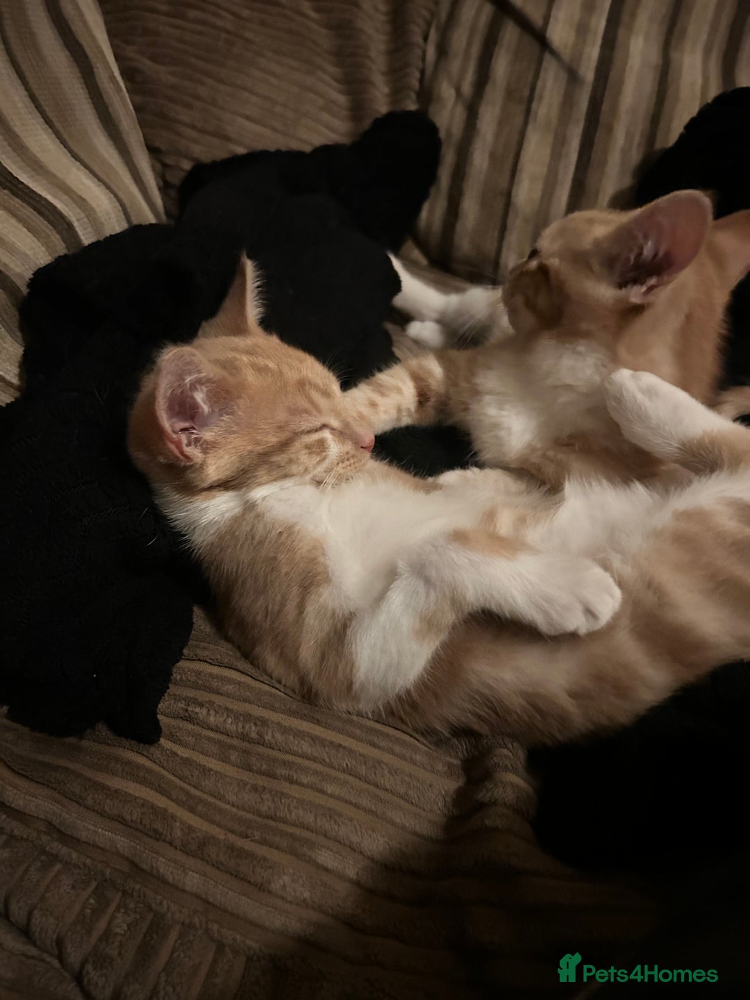 Domestic Shorthair cats for sale: Two ginger males (HAVE TO GO TOGETHER- READ DESC) - Advert 10