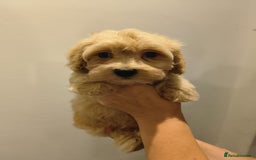 Maltipoo dogs for sale: Tiny maltipoo puppies - Image 6