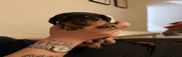 Miniature Dachshund dogs for sale: Miniature Dachshund Puppies in Glasgow - Advert 7