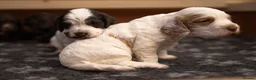 Cocker Spaniel dogs for sale: KC Excellent pedigree . Litter of 4 Handsome pups  - Advert 11