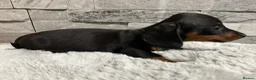 Miniature Dachshund dogs for sale: Miniature dachshund puppies  - Advert 4