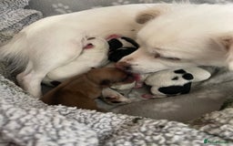 Mixed Breed dogs for sale: 3 puppies ready 21st November  - Image 12