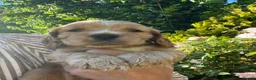 Cocker Spaniel dogs for sale: Outstanding Show Cocker Spaniels KC Reg - Advert 26