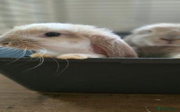 French Lop rabbits for sale: Beautiful French Lop Bunnies - Image 2