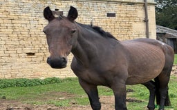 Hanoverian horses for sale: Beautiful hanovarian mare  - Image 1