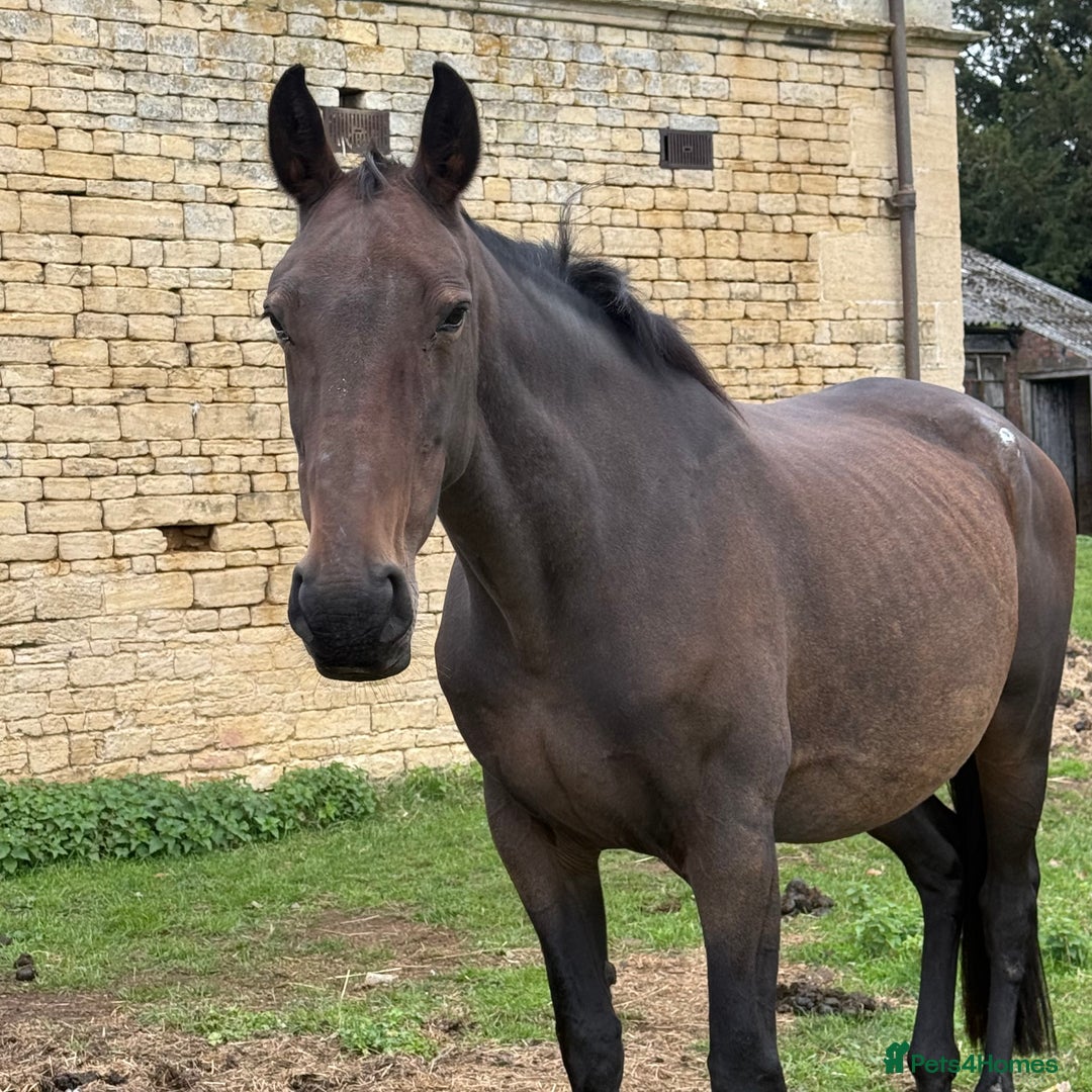 Hanoverian horses for sale: Beautiful hanovarian mare  - Image 1
