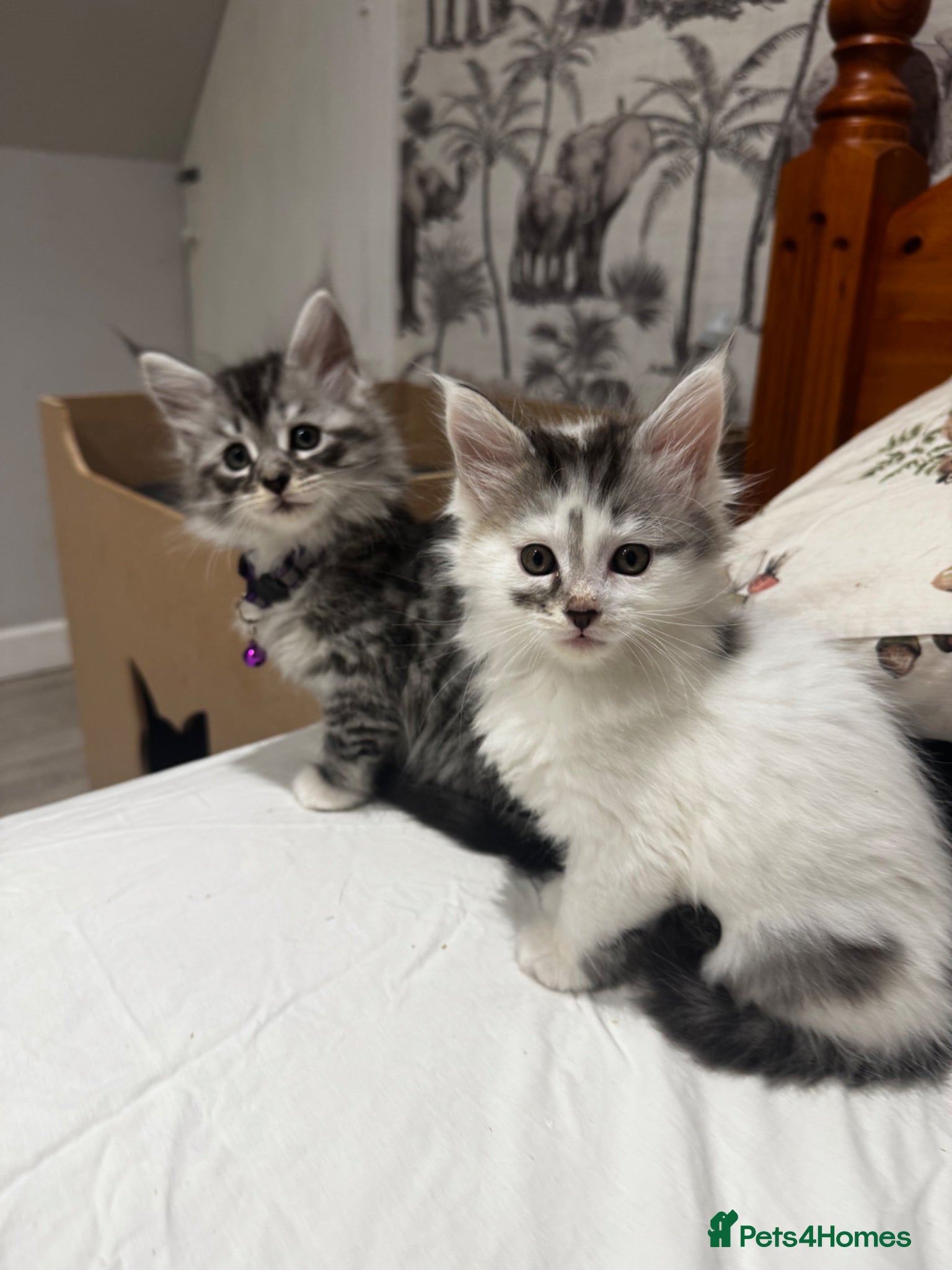 Maine Coon cats 3/4 Maine coon  - Advert 4