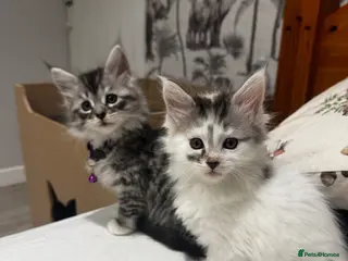 Maine Coon cats 3/4 Maine coon - Advert 4