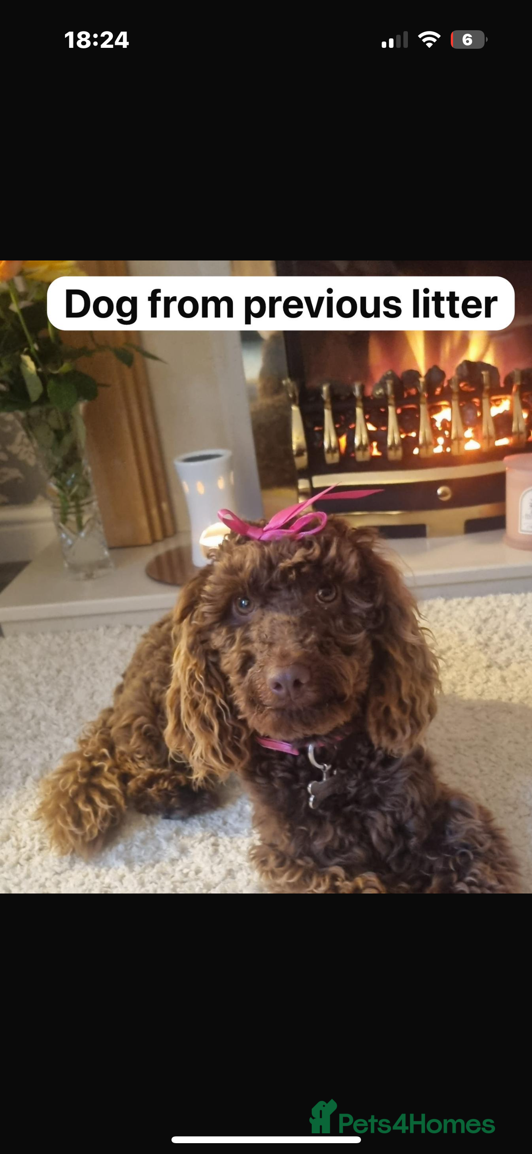Cockapoo dogs for sale: Very special PRA clear chocolate litter cockapoos  - Advert 13