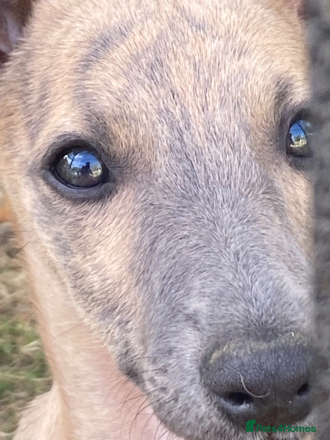 Whippet dogs for sale: Two Beautiful Whippet girls remaining  - Advert 1
