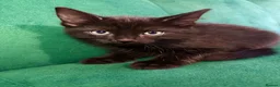 Mixed Breed cats for sale: 3 Beautiful Kittens For Sale in Nottingham - Advert 8