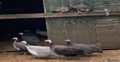 Guinea Fowl poultry - Advert 5