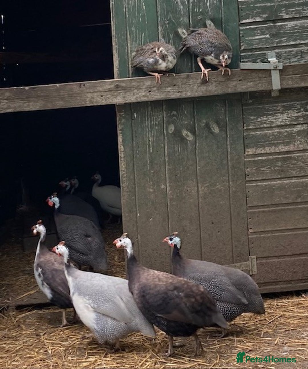 Guinea Fowl poultry for sale: Guinea Fowl Keets Chicks - Image 2