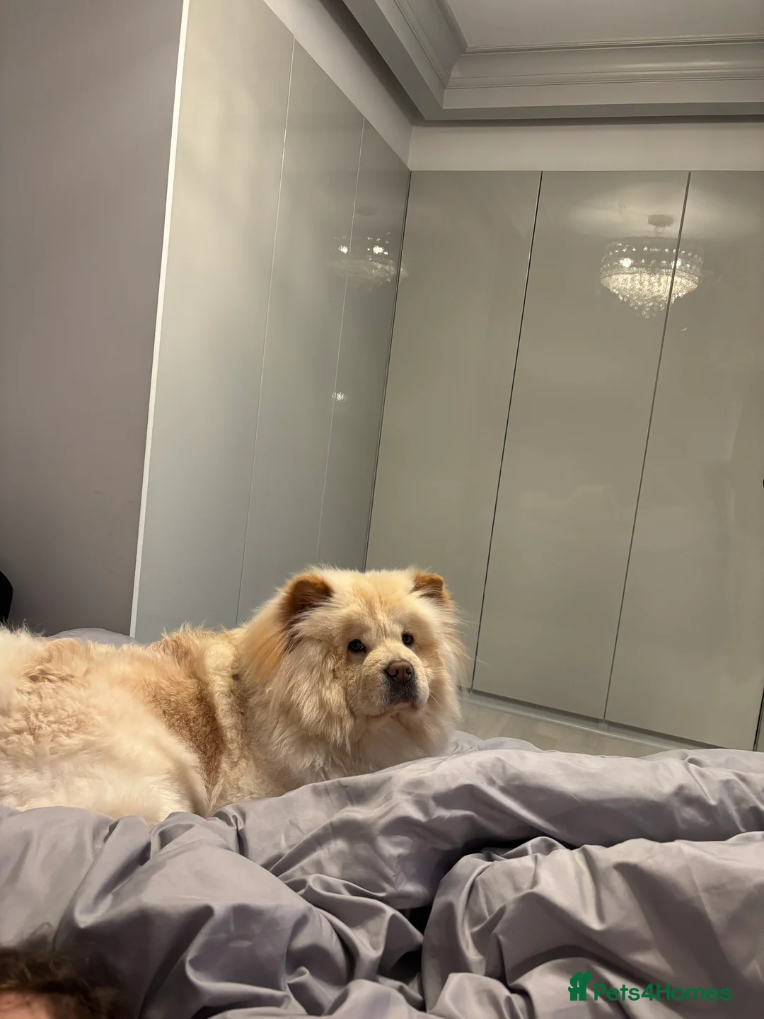 Chow Chow dogs for sale: Female chow chow  - Advert 2