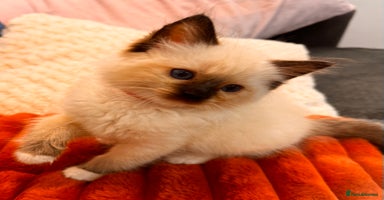 Ragdoll cats - Advert 1