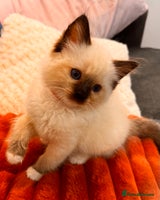 Ragdoll cats - Advert 10