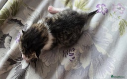 Domestic Shorthair cats for sale: Beautiful kittens ready 11th Sept - Image 21