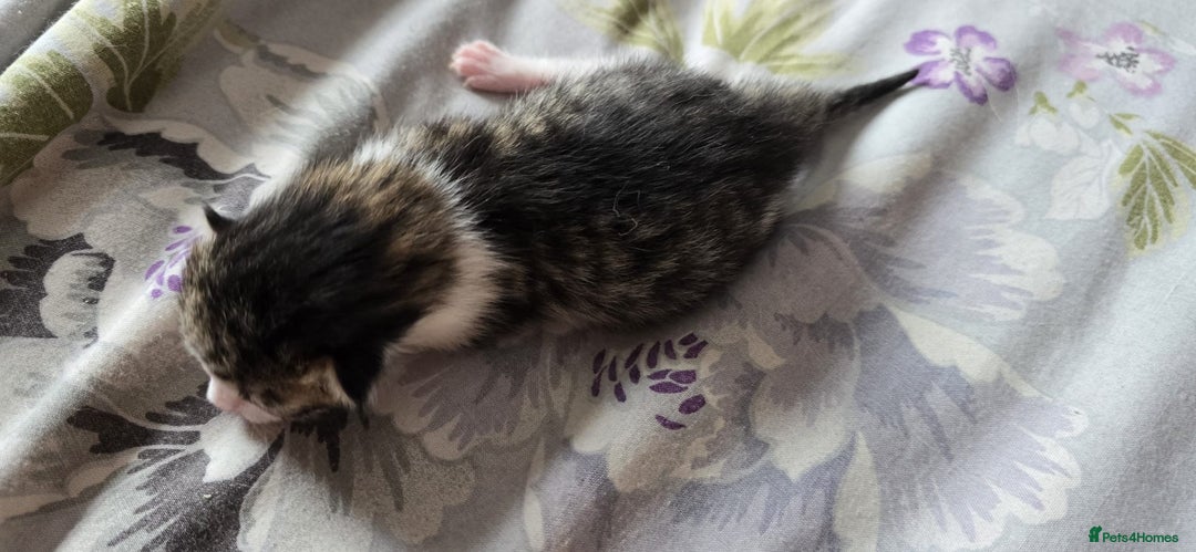 Domestic Shorthair cats for sale: Beautiful kittens ready 11th Sept - Image 21