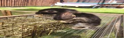 Mini Lop rabbits for sale: Mini lops 2 males - Advert 9