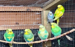 Budgerigars birds for sale: Beautiful Budgies for sale - Advert 8