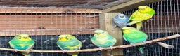 Budgerigars birds for sale: Beautiful Budgies for sale - Advert 8