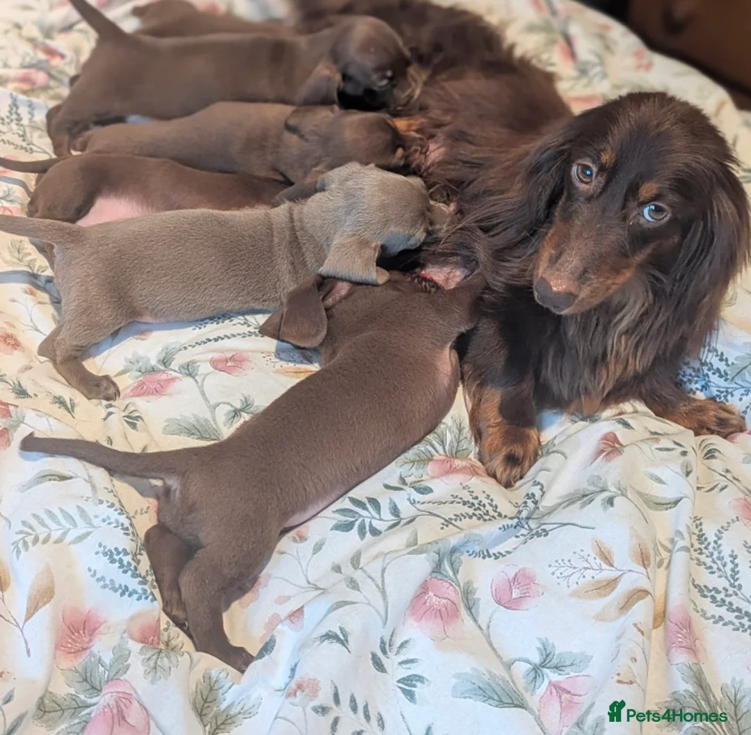 Miniature Dachshund dogs for sale: Miniature dachshund puppies  - Advert 1