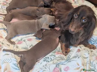 Miniature Dachshund dogs Miniature dachshund puppies - Advert 1