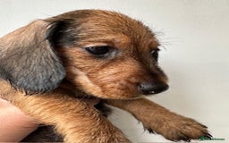 Miniature Dachshund dogs for sale: Miniature Wire Haired Dachshund Puppies - Image 2