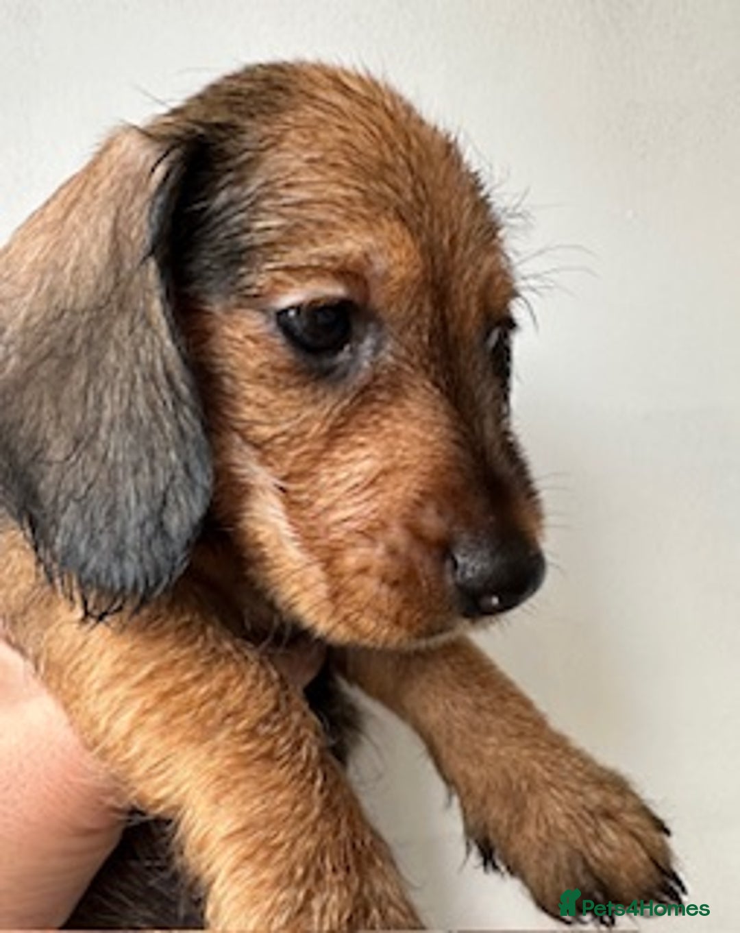 Miniature Dachshund dogs for sale: Miniature Wire Haired Dachshund Puppies - Image 2