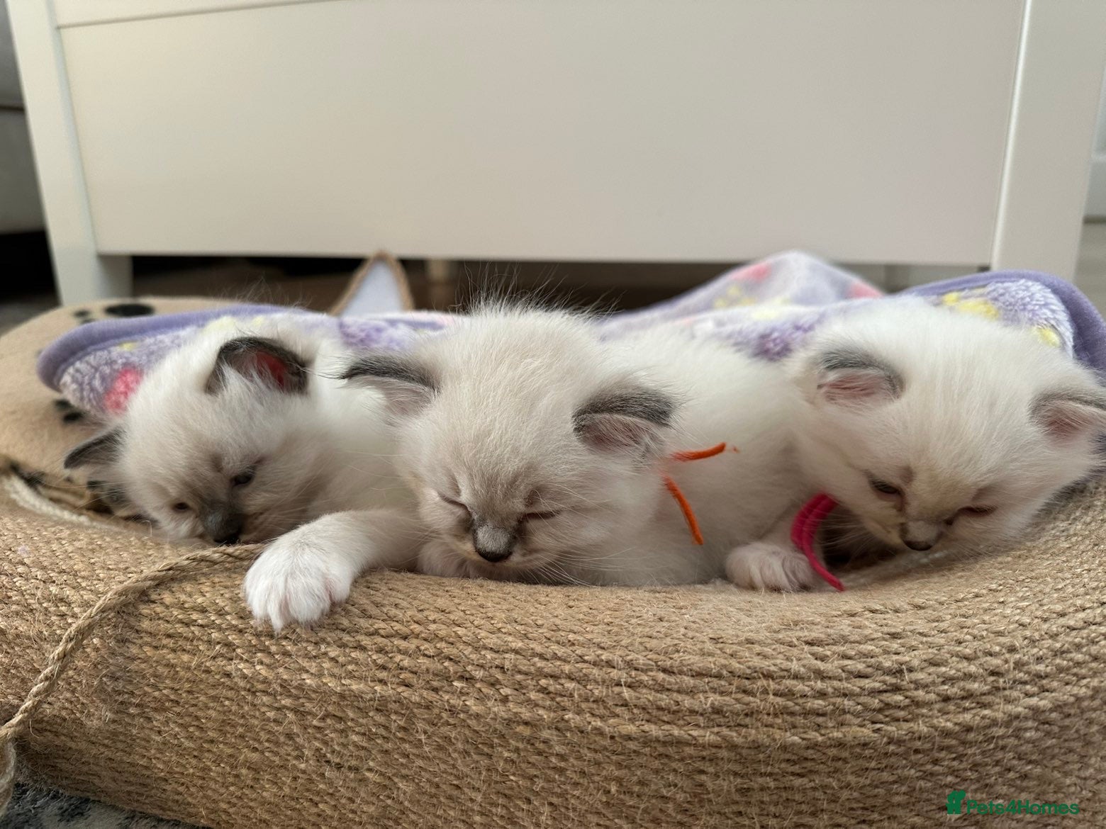 Ragdoll cats for sale: Ragdoll kittens in Menai Bridge - Advert 10