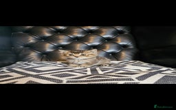 British Shorthair cats for sale: Stunning last British shorthair kitten  - Image 4