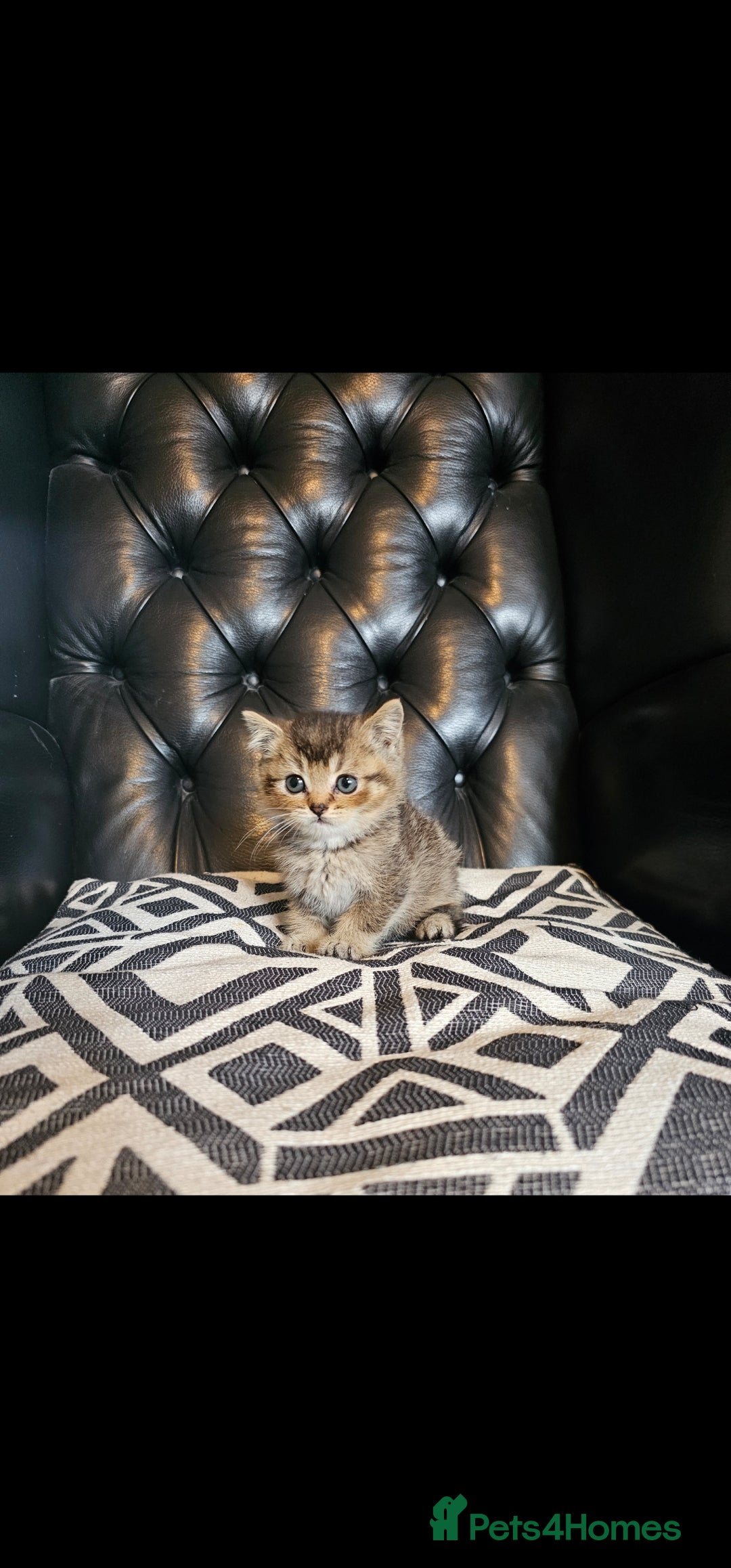 British Shorthair cats for sale: Stunning last British shorthair kitten  - Image 4