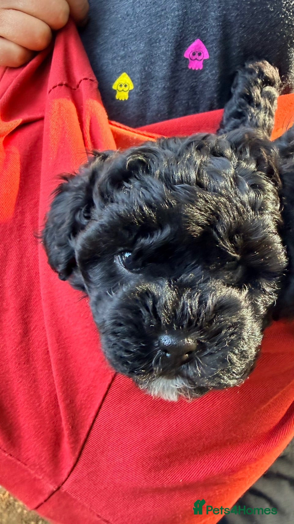 Shihpoo dogs Shih poo girl x1 black  - Advert 2
