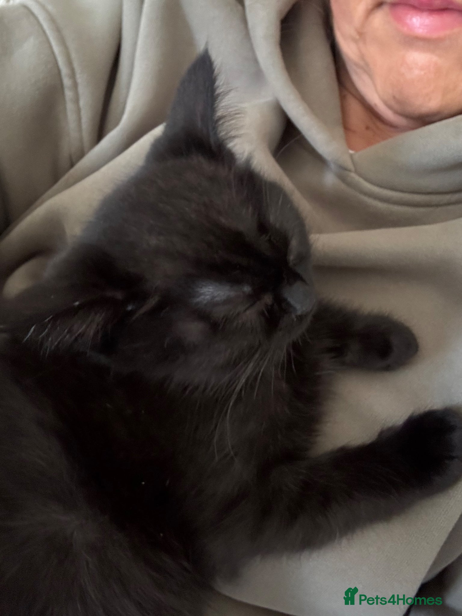 Ragdoll cats for sale: 14 weeks old female half ragdoll Kitten  in Sheffield - Advert 6